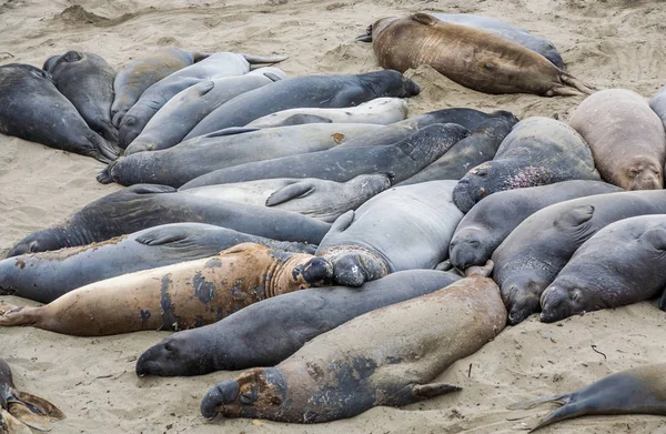 Männliche Elefantenrobben Einem Treffpunkt Strand Von San Simeon Kalifornien — Stockfoto