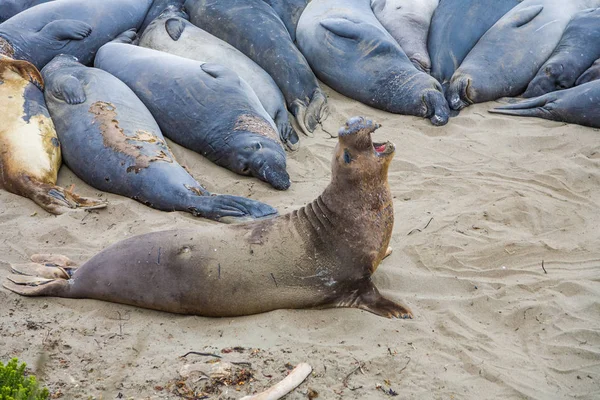 Mannelijke Olifant Zeehonden Een Bijeenkomst Plaats Strand Van San Simeon — Stockfoto