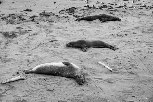 Mannelijke Olifant Zeehonden Een Bijeenkomst Plaats Strand Van San Simeon — Stockfoto