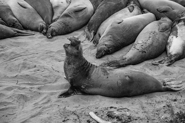 Hím Elefántfóka Egy Találkozó Hely Beach San Simeon California — Stock Fotó