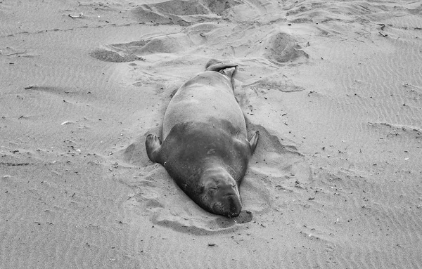 在加州圣西面海滩的一个聚会地点 雄性大象海豹 — 图库照片