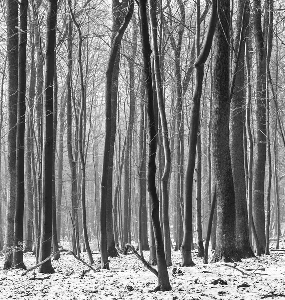 Ormanda Kışın Ağaçlar — Stok fotoğraf