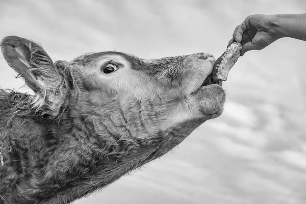 Důvěřivý Kráva Feeded Muž Louhem Buchta — Stock fotografie