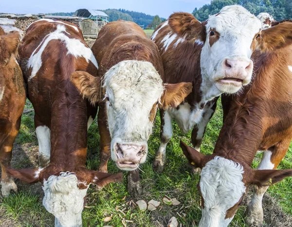 Bovini Giovani Mucche Sul Prato — Foto Stock