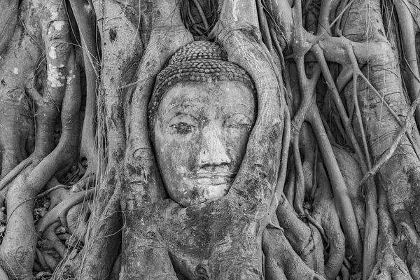 Buddhas Kopf Mahathat Tempel Ist Von Wurzeln Eines Baumes Bedeckt — Stockfoto