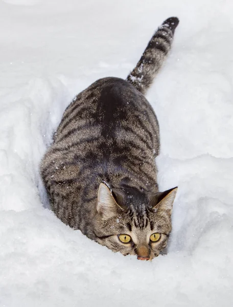 Mignon Chat Caché Dans Neige Hiver — Photo