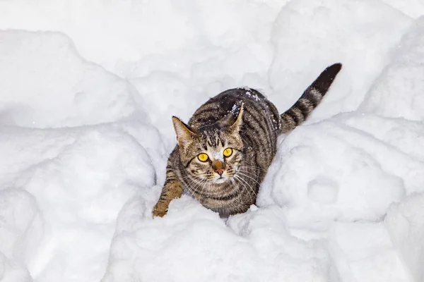 Söt Katt Gömmer Sig Snön Vintern — Stockfoto