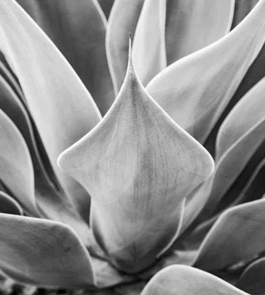 Agave Plant Natural Sunlight — Stock Photo, Image