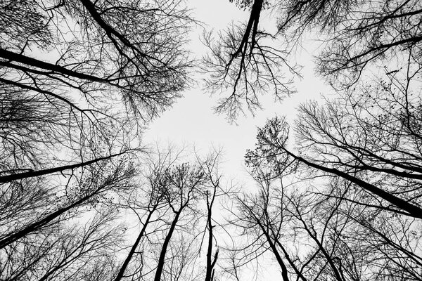 crown of tree in winter with sky