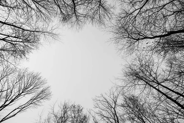 树冠在冬天与天空 — 图库照片