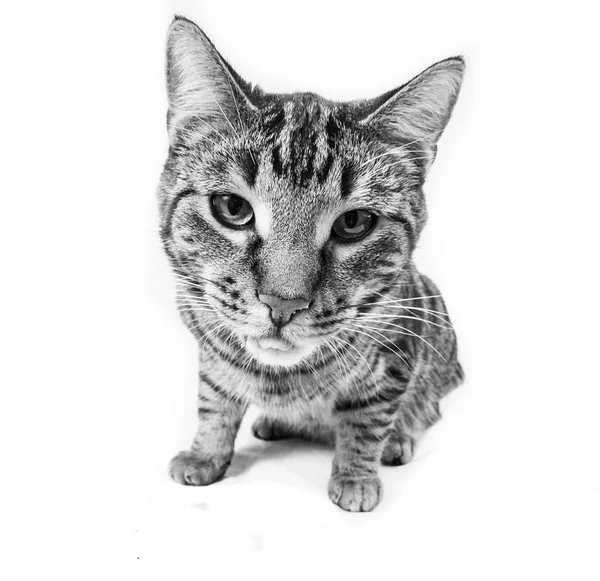 Голодний Кіт Їсть Харчової Миски — стокове фото