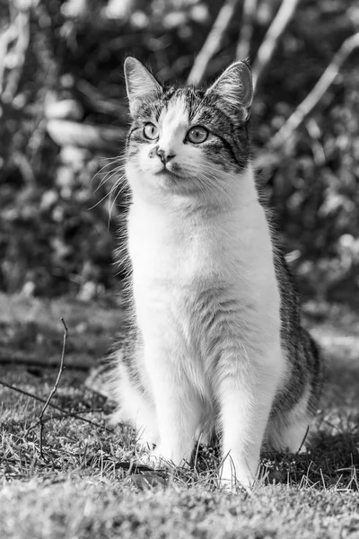 Süße Junge Katze Genießt Den Garten — Stockfoto
