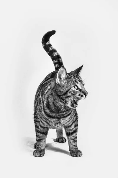 Głodny Kot Zły Krzyku — Zdjęcie stockowe