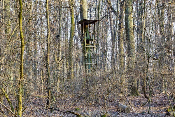 Perchoir Dans Forêt Hiver — Photo