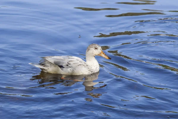white duck swims in the lake with reflection