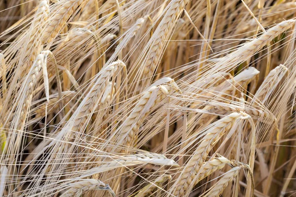 Corn Field Detail Crop — Stock Photo, Image