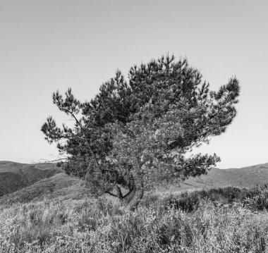 Yalnız ağaç muhteşem günbatımı