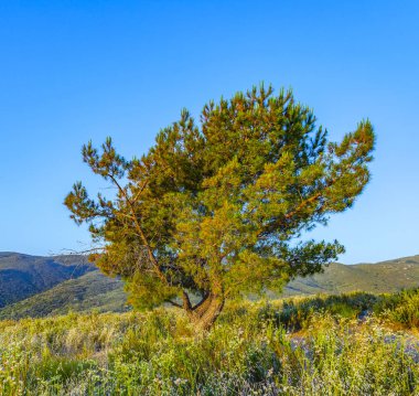 Yalnız ağaç muhteşem günbatımı