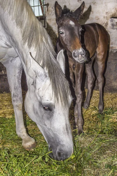 Två Hästar Stallet Betande Färskt Gräs — Stockfoto