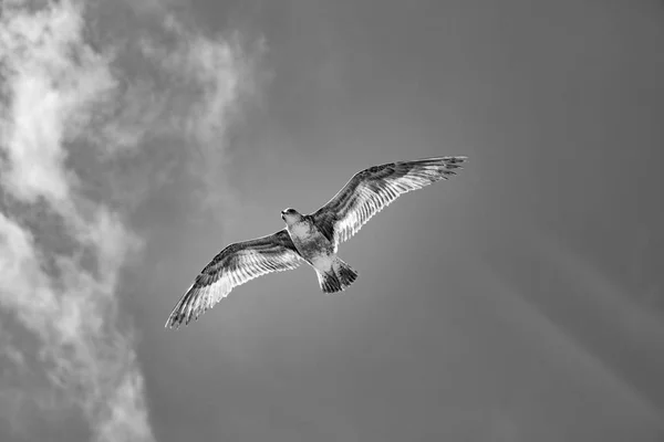 Gaviota California Volando Cielo Claro — Foto de Stock