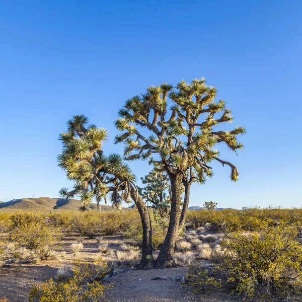 Joshua Arbre Dans Lumière Chaude Brillante Dans Désert — Photo