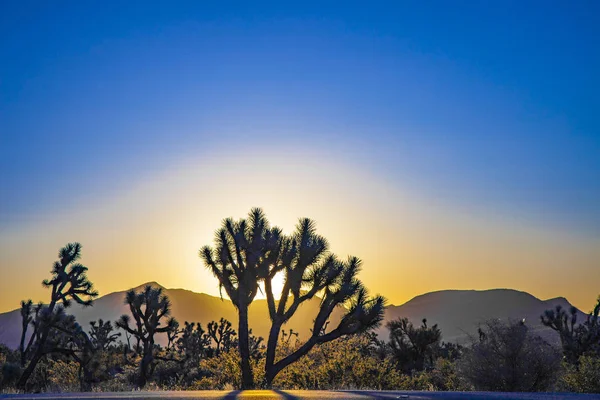 Joshua Arbres Avec Des Montagnes Coucher Soleil Doré — Photo