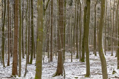 Ormanın içinde kışın harmonik ağaçlarının arka plan
