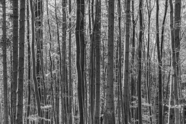 Ormanın içinde kışın harmonik ağaçlarının arka plan