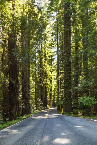 Strada Attraverso Fitta Foresta Con Alberi Sequoia — Foto Stock