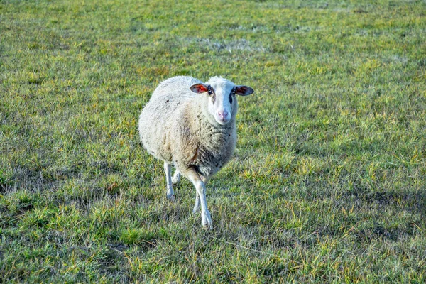 Sheeps Enjoy Grazing Green Meadow — Stock Photo, Image