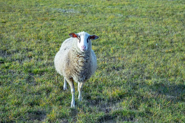 Yeşil Çayır Otlayan Koyunları Keyfini Çıkarın — Stok fotoğraf