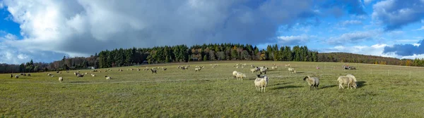 Πρόβατα Απολαύσετε Βόσκουν Πράσινο Λιβάδι — Φωτογραφία Αρχείου