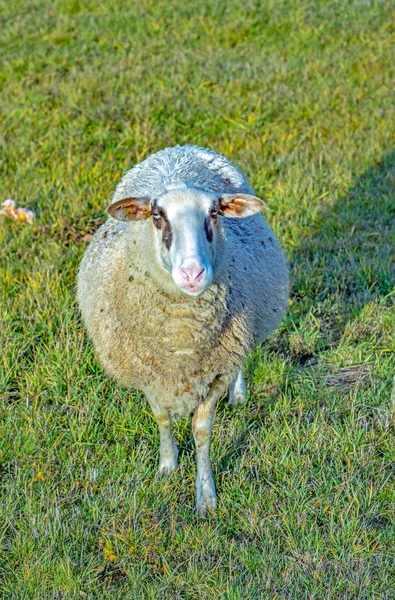 Sheeps Njuta Bete Den Gröna Ängen — Stockfoto