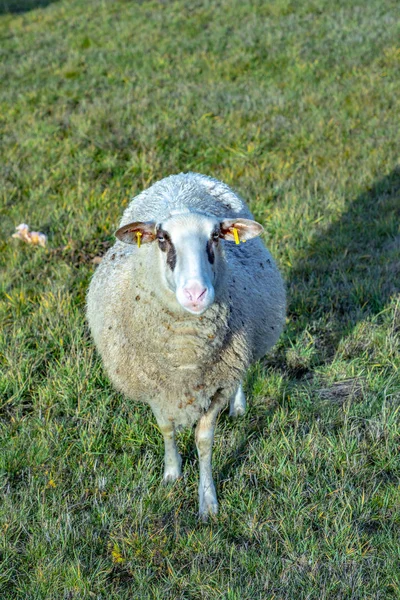 Sheeps Enjoy Grazing Green Meadow — Stock Photo, Image