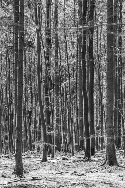 冬季在森林中的和谐树木的背景 — 图库照片