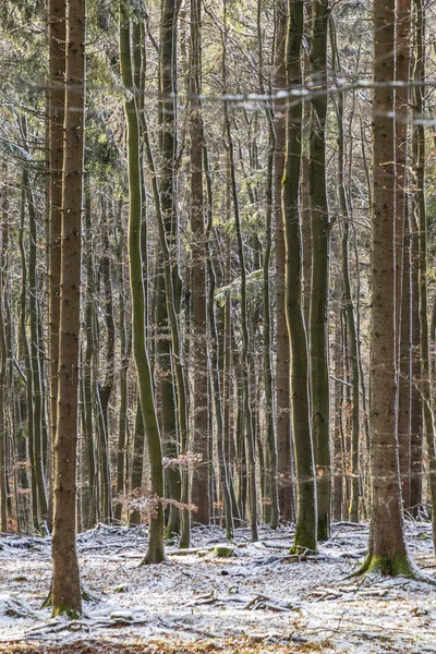 Baggrund Harmoniske Træer Vinteren Skoven - Stock-foto