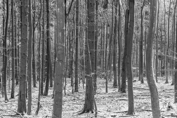 Fundo Árvores Harmônicas Inverno Floresta — Fotografia de Stock