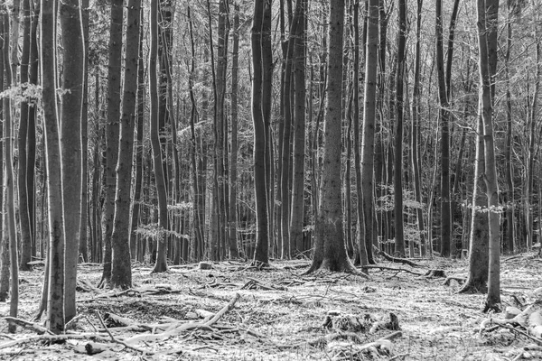 Fondo Árboles Armónicos Invierno Bosque — Foto de Stock
