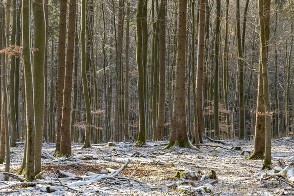 Ormanın Içinde Kışın Harmonik Ağaçlarının Arka Plan — Stok fotoğraf