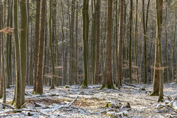 Fond Arbres Harmoniques Hiver Dans Forêt — Photo