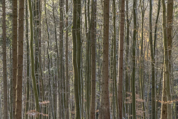 Fond Arbres Harmoniques Hiver Dans Forêt — Photo