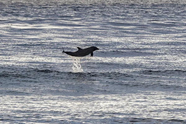 カリフォルニア州の太平洋での水のイルカのジャンプします — ストック写真
