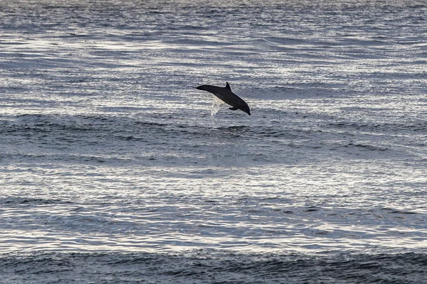 Дельфин Выпрыгивает Воды Тихом Океане Калифорнии — стоковое фото