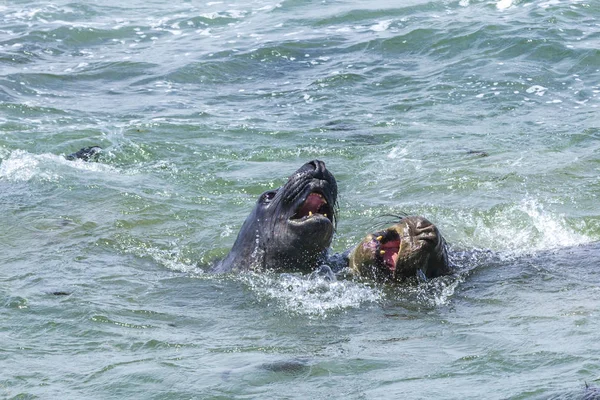 Shouting Male Young Sealion Ocean — Stock Photo, Image