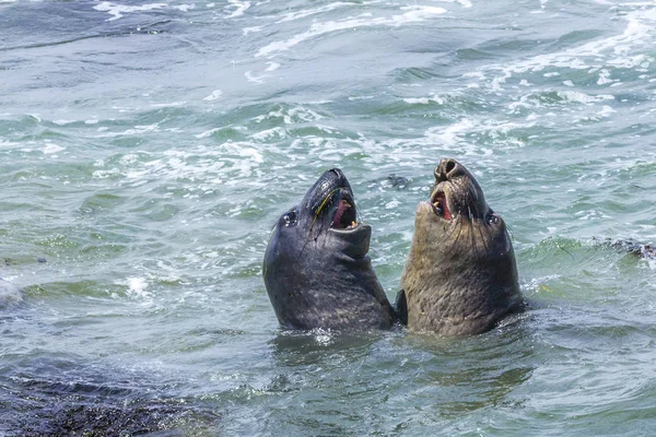 Shouting Male Young Sealion Ocean — Stock Photo, Image