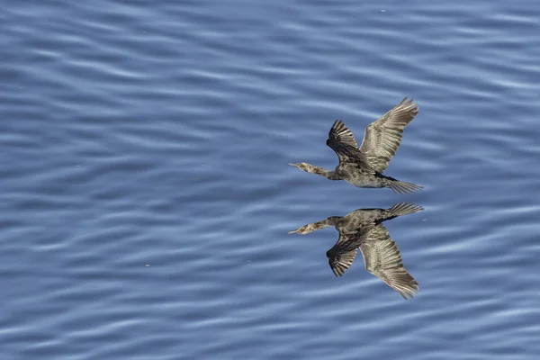 Cormorano Che Vola Sopra Oceano Cercare Pesci — Foto Stock