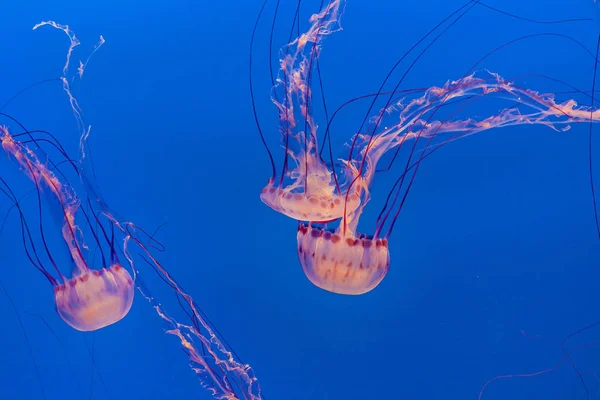 Méduses Pittoresques Dans Mer Bleue — Photo