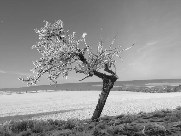 Träd Täckta Med Snö Och Vinterlandskap Blå Himmel — Stockfoto