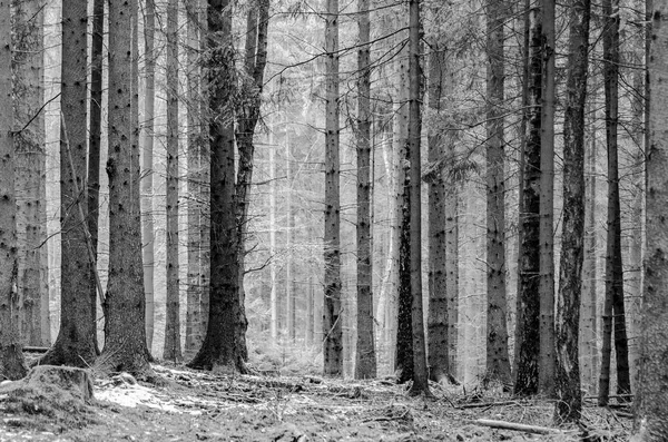 Ormandaki Donmuş Buz Yapraklar Harmonik Bir Yapı Oluşturuyor — Stok fotoğraf