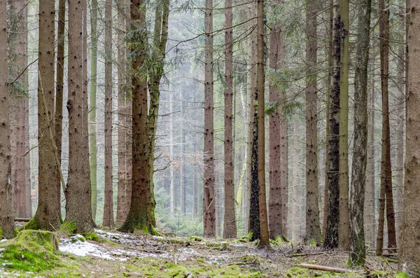 Ormandaki Donmuş Buz Yapraklar Harmonik Bir Yapı Oluşturuyor — Stok fotoğraf
